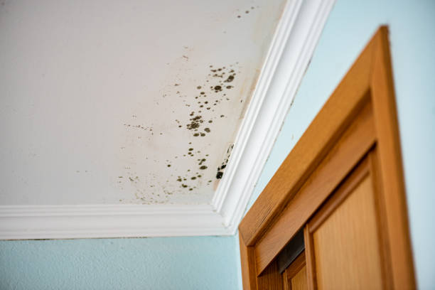 Best Same-Day Mold Removal  in North Braddock, PA