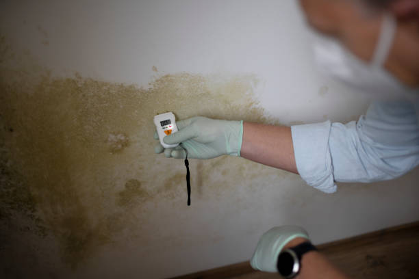 Reliable North Braddock, PA Mold Removal Solutions