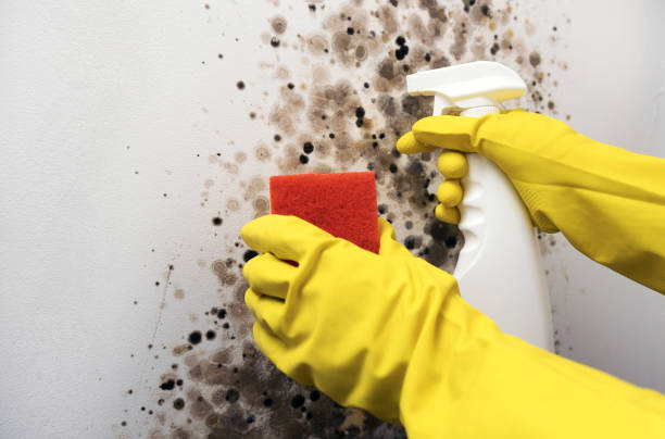 Best Home Mold Removal  in North Braddock, PA