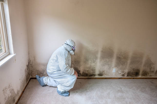 Best Mold Cleaning Services  in North Braddock, PA