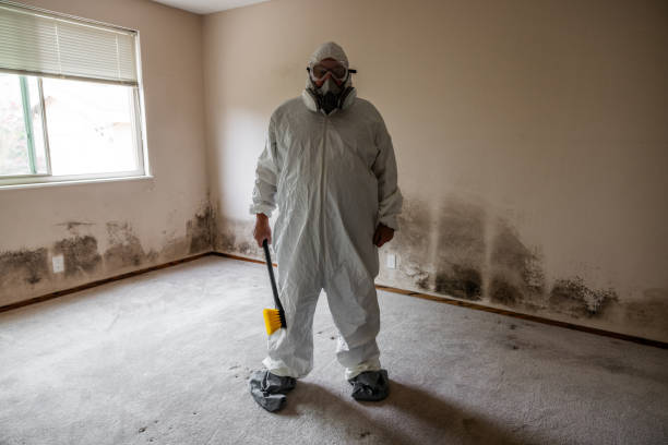 Office Mold Removal Services in North Braddock, PA