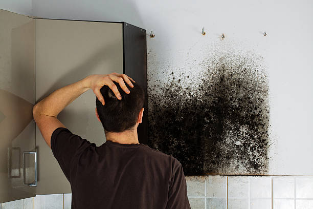 Best Office Mold Removal Services  in North Braddock, PA