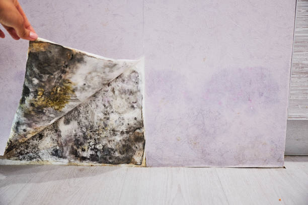 Best Residential Mold Removal  in North Braddock, PA